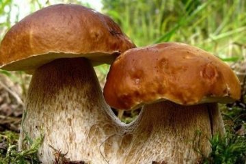 Як правильно збирати гриби