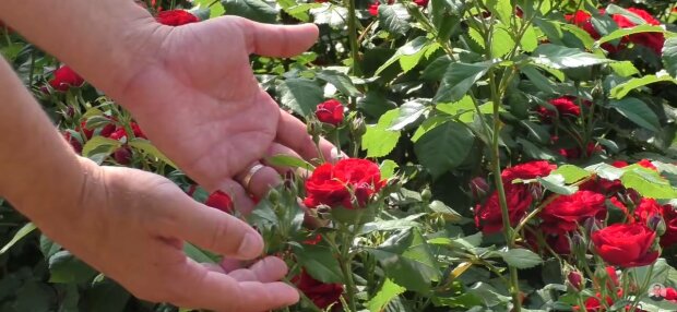 Троянди, фото: скріншот з відео