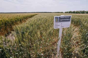 Поле пшениці — земельний пай