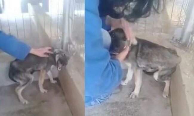 Пронизливе відео з собакою, якого вперше погладили (відео)