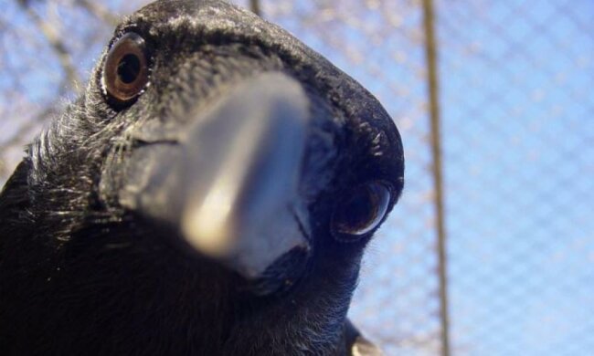 Птицы показали мастер-класс по изготовлению инструментов: видео