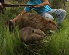 бобры, скриншот из видео