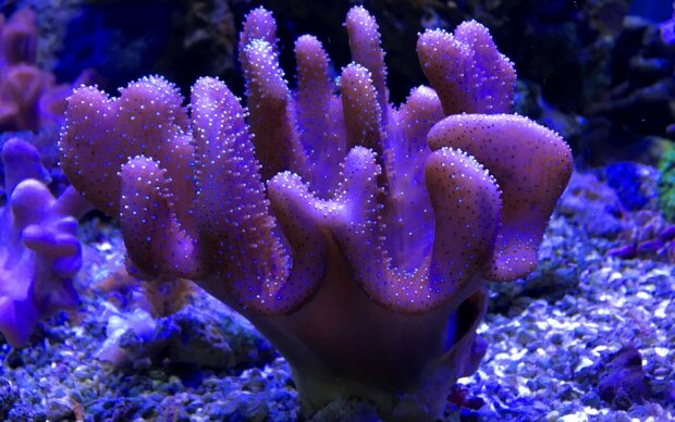 коралловый полип, фото kartinki24