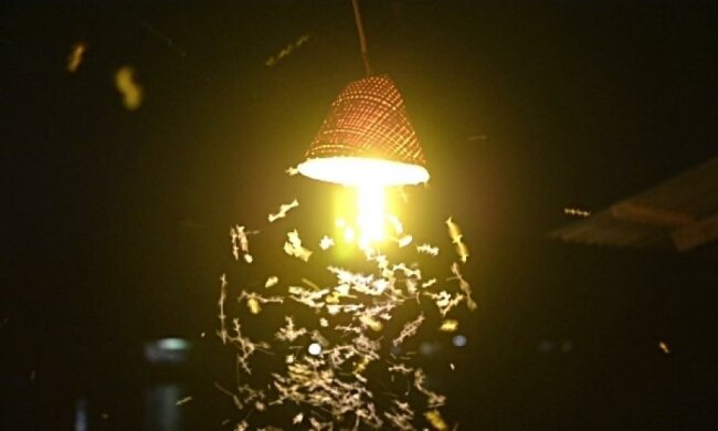 Стало відомо, чому метелики летять на полум'я