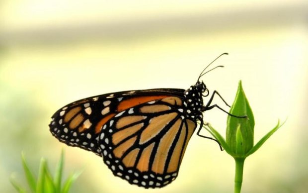 Резкое вымирание бабочек озадачило ученых
