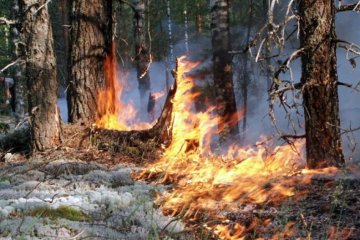 У Росії горить 21 гектар лісу