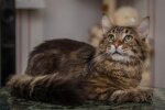 Яке свято 26 січня: чого не можна робити в цей день