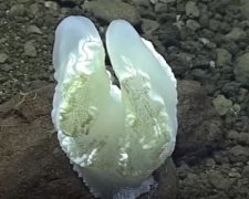 Камера зафіксувала невідомих раніше морських мешканців (ВІДЕО)