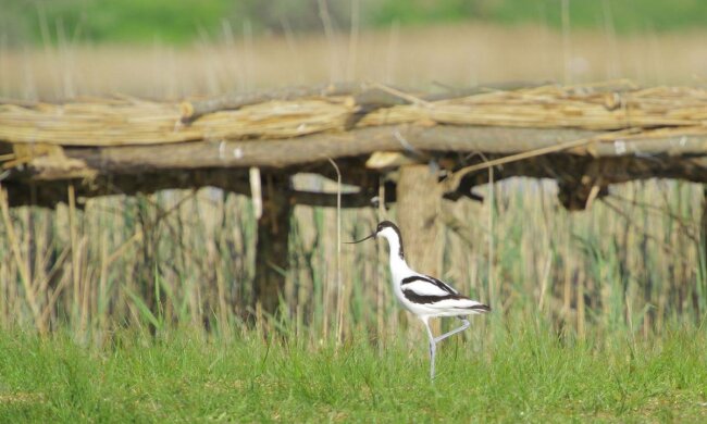 Птахи, фото: вільне джерело