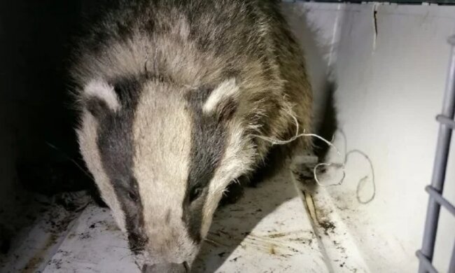 Фото: Команда порятунку тварин на сторінці в Facebook