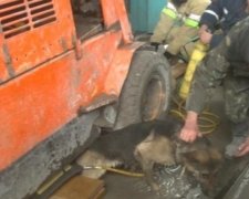 Харьковские пожарные достали из-под погрузчика собаку (видео)