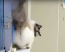 Джексоновская “лунная походка” в исполнении кота (видео)