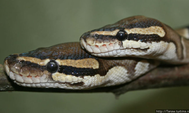 Дві гігантські анаконди влаштували смертельну битву на очах у ошалілої жінки: відео