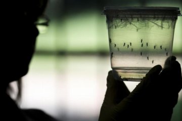 В Україну комарі-переносники Зіка можуть потрапити з Туреччини та Болгарії