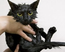 У Іллічівську моряк врятував застрягле під кораблем котеня (відео)