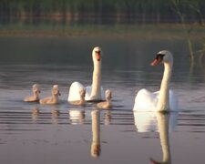 Лебеді, скріншот з відео