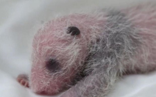Размером с котенка: в сети впервые показали новорожденную панду