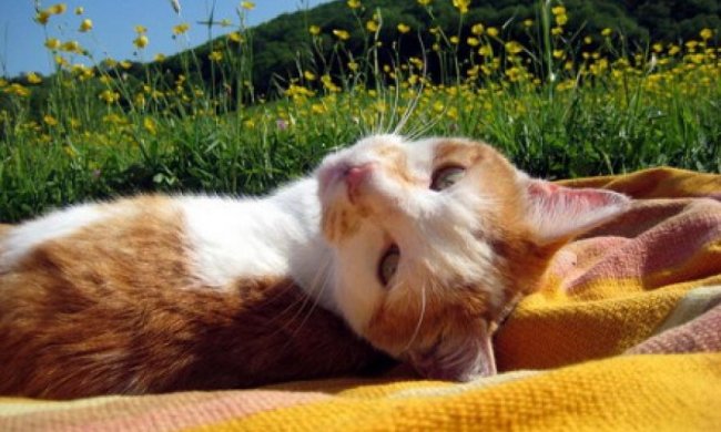 На вихідних в Україні потеплішає до +28