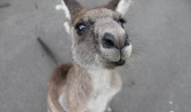 Зоокиднеппинг: как австралийские кенгуру детей воруют