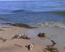 Берег Киевского водохранилища устлан гниющими раками и рыбой