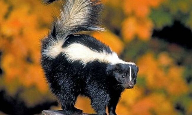 Скунс прибіг до людини у пошуках порятунку