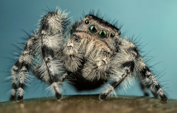 Ученые наткнулись на мохнатого паука-бабуина с невероятной особенностью