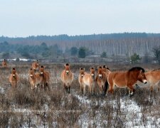 Фото: Чернобыльский заповедник