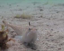 Морський дракончик: фото скрін Ютуб