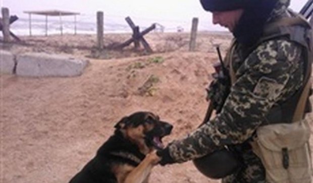 Пес Джек на кордоні з Кримом перейшов на бік України
