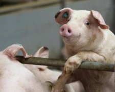 Лукашенко запретил братским свиньям появляться в Беларуси