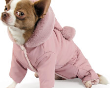 Одежда для собак: фото из свободных источников
