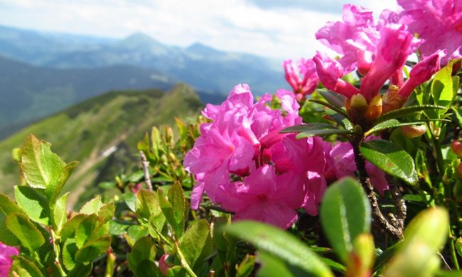 Погода на 28 травня: літо вже на підході