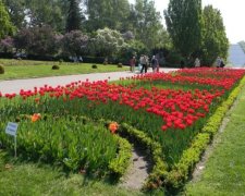 На місці Русанівського каналу з'явиться ботанічний сад