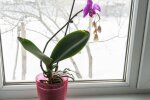 Орхідея, фото orchidea-shop