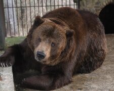 В "Синевире" умер косолапый Юра, не спасли: был слепым и добрым