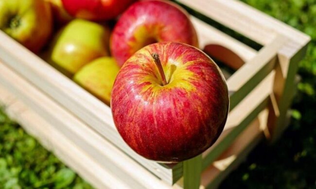 "Нестареющие" яблоки вскоре заполонят прилавки