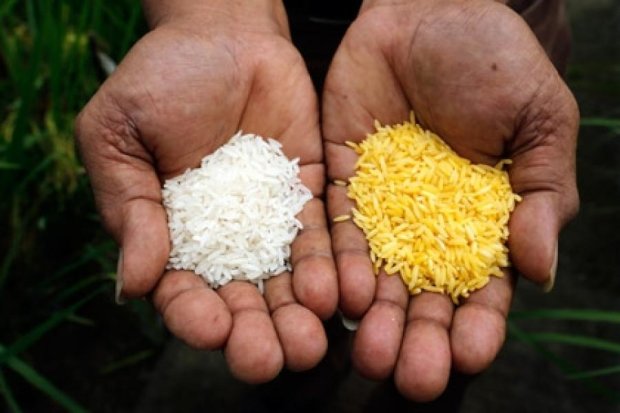 Нобелевские лауреаты стали на защиту генномодифицированного риса 