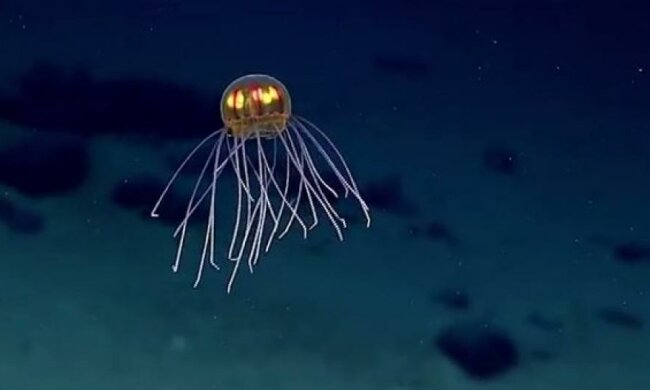 Експедитори відкрили неймовірно красиву медузу