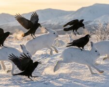 арктичні зайці та грачі \ зображення створено за допомогою ШІ