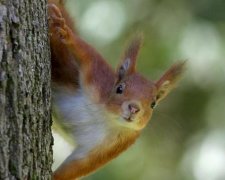 Скажена білка тримає в страху ціле українське місто