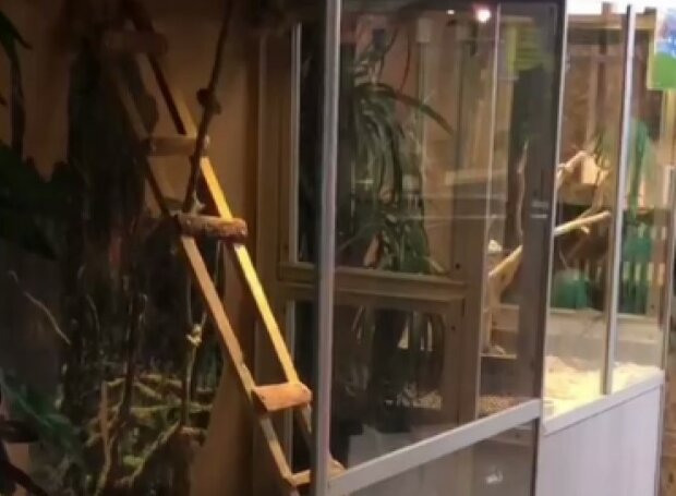 Харківський зоопарк потрапив у скандал зі змученими тваринами