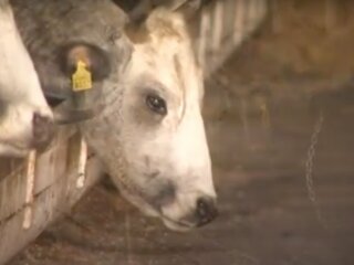 Сіра українська корова, фото: скріншот з відео