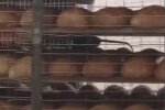 В пекарне на Львовщине засекли хвостатых оккупантов: прыгают по булкам, как кони