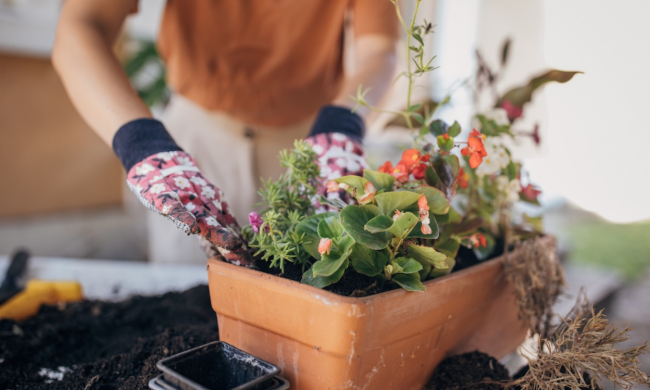 Пересадка квітів, зображення з вільних джерел