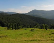 Україна рекордними темпами втрачає "зелене золото"