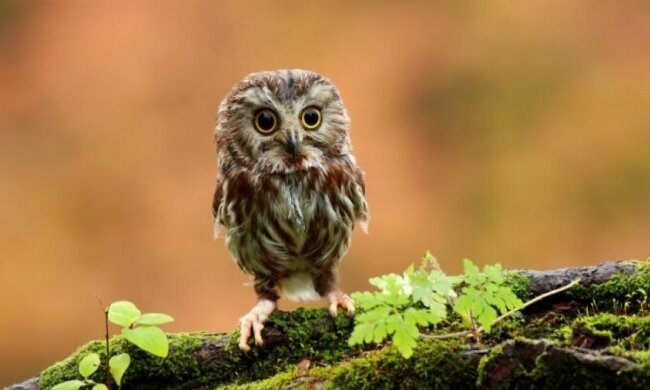 Сеть покорила сова, катающаяся на поющем коне (видео)