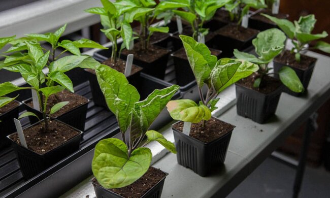 Рассада баклажан, скриншот: YouTube