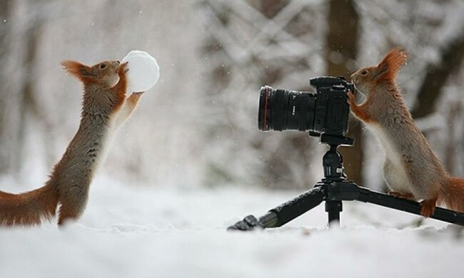 Найбільш фотогенічні білки в світі (фото)