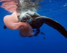 Неизвестных науке существ нашли на дне Тихого океана: видео