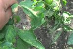 Побеждаем фитофтору на помидорах домашними средствами: топ проверенных рецептов